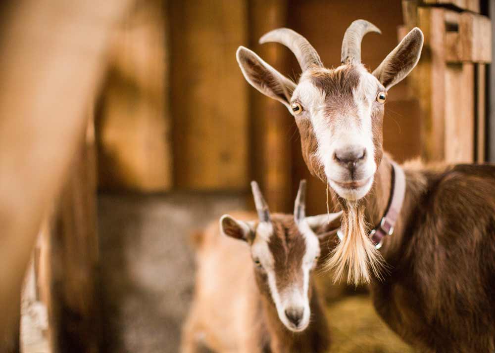 goulet-animaux-ferme les animaux de la ferme, photos de deux chèvres