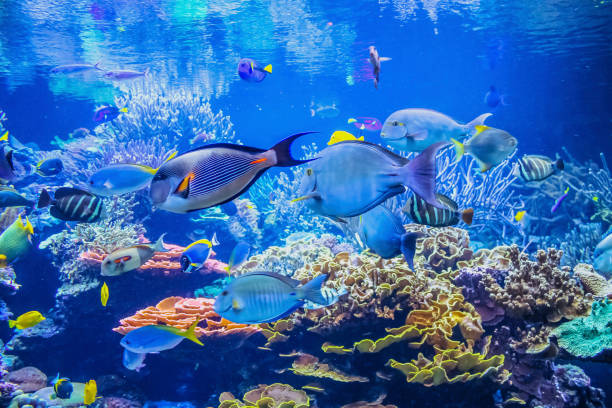 Aquarium chez Sun'Armor